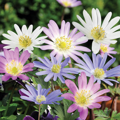 Colorfest-Anemone-Blanda