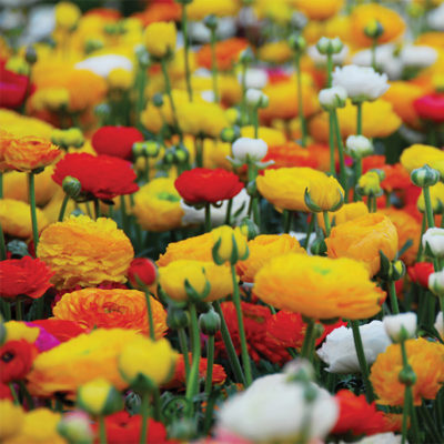 Ranunculus mix