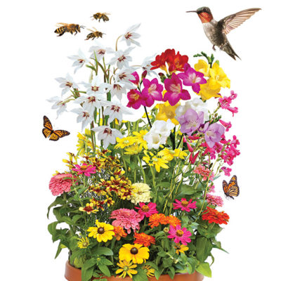 Birds, Bees & Butterfly Collection - 31 Bulbs, 1 Flower Mat, and 1 Seed Packet