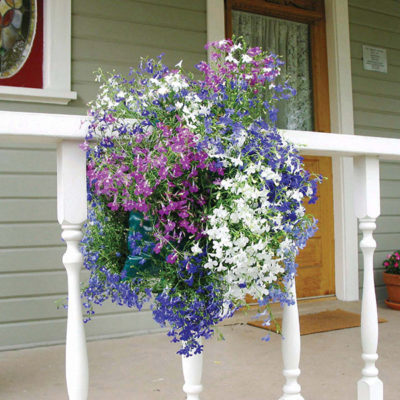 Two Sun-Loving Saddlebags (Mixed Pansy & Mixed Lobelia) - Image 3