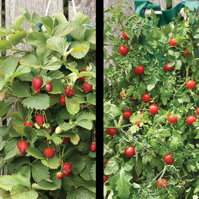 Cherry Tomato and Strawberry Combo