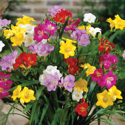 Mixed Freesia -18 Bulbs