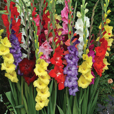 Mixed Gladiolus