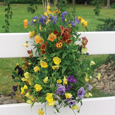 Two Sun-Loving Saddlebags (Mixed Pansy & Mixed Butterfly) - Image 2