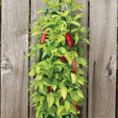 Organic Jalapeno Pepper Hanging Garden_1