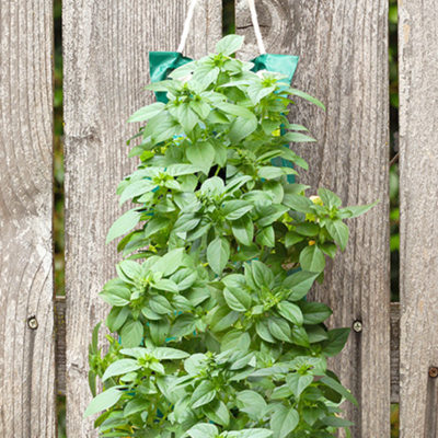 Basil Vertical Garden