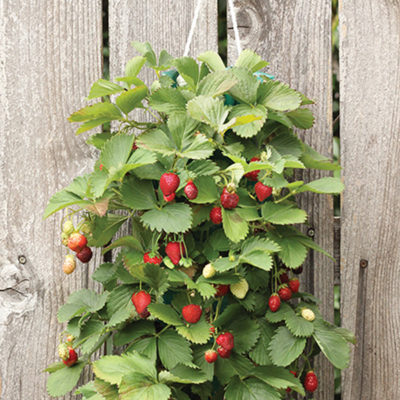 Strawberry Vertical Garden