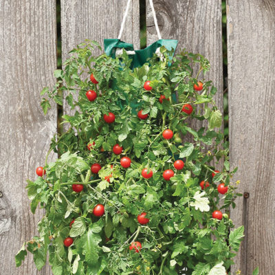 Cherry Tomato Vertical Garden