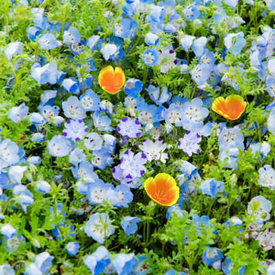 Blue sky and Nemophila menziesii (baby blue eyes flower), flower