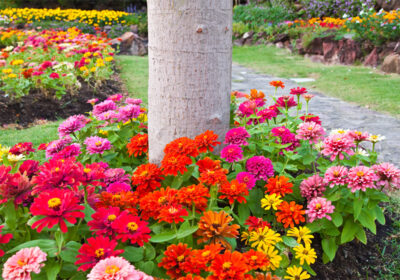 Rainbow dwarf zinnia tree ring